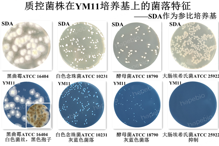 質控菌株在YM11培養基上的菌落特征