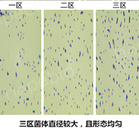 細菌在平板三區的形態特征對比/