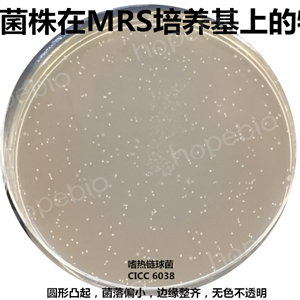 質控菌株在MRS培養基上的生長特征/